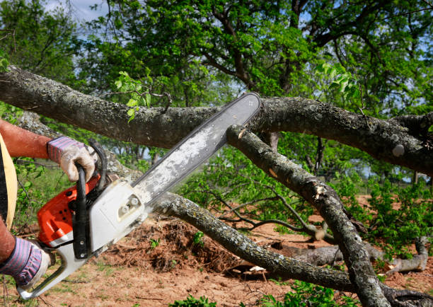 Dead Tree Removal in Shady Side, MD